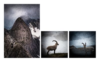 Pigment Print on Fine Art Paper Steinböcke & Rigidalstock