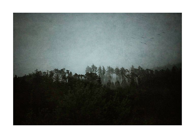 Nebelwald II_42x59_print-Edit copy.jpg