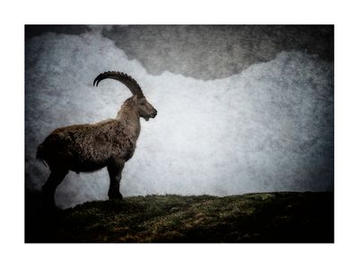 Pigment Print on Fine Art Paper Steinbock I