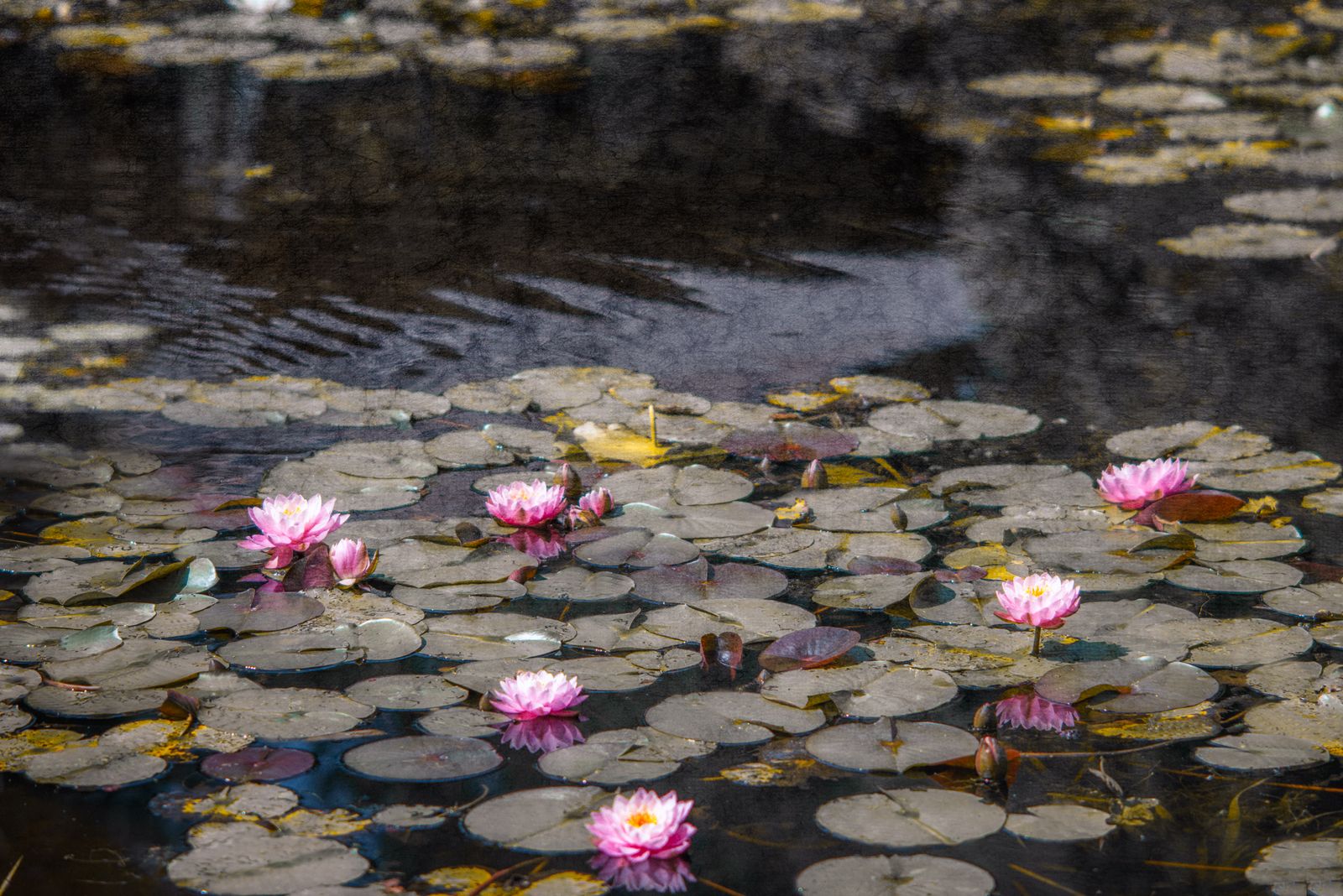 Seerose3 flat corr.jpg