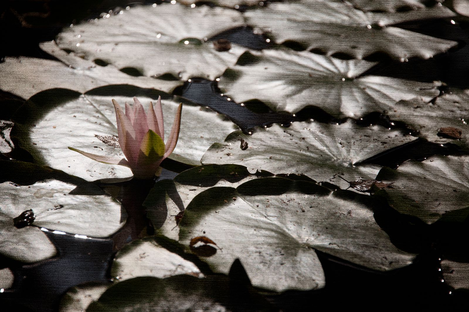 Seerose pink IV.jpg