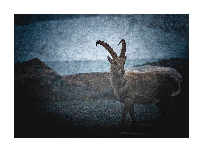 Steinbock II