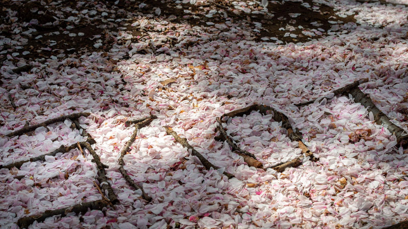 ...lässt sie uns mehr und mehr die Schönheit unseres eigenen Lebens verstehen.