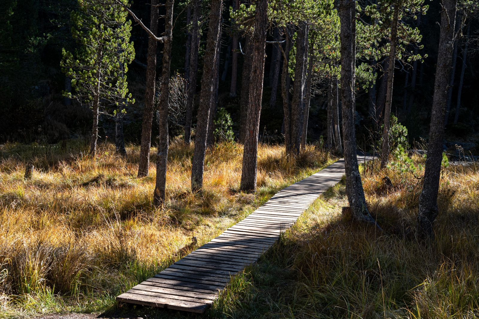 L1006265.jpg