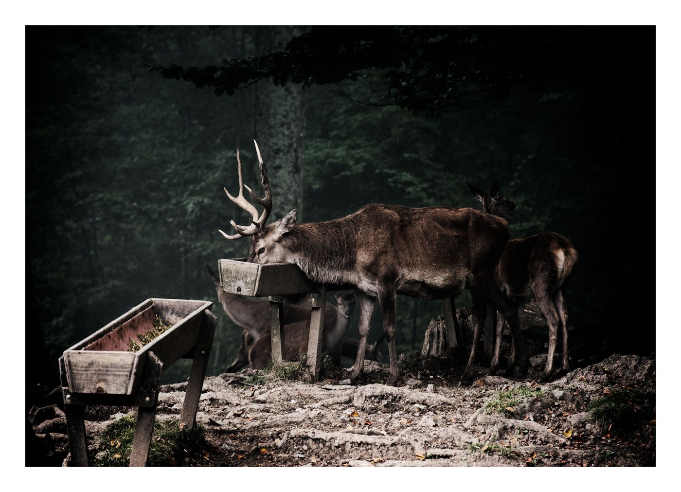 Mountain Forest Deer I