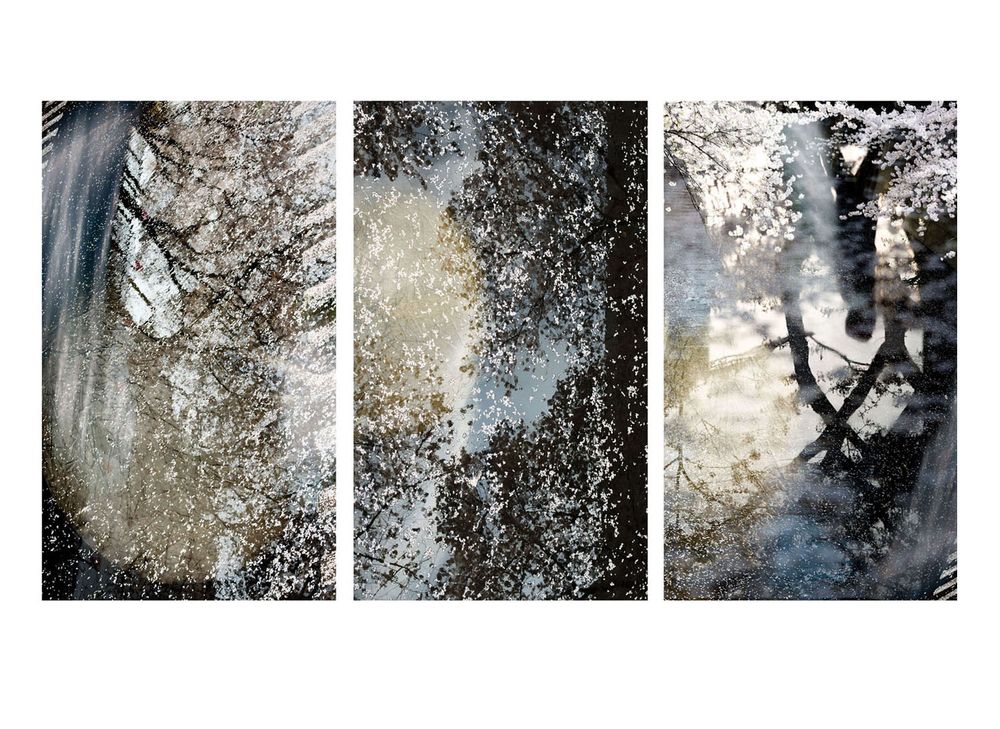 Pigment Print on Fine Art Paper, Max Size 80 cm x 120 cm each Tokyo: Petal Covered Water