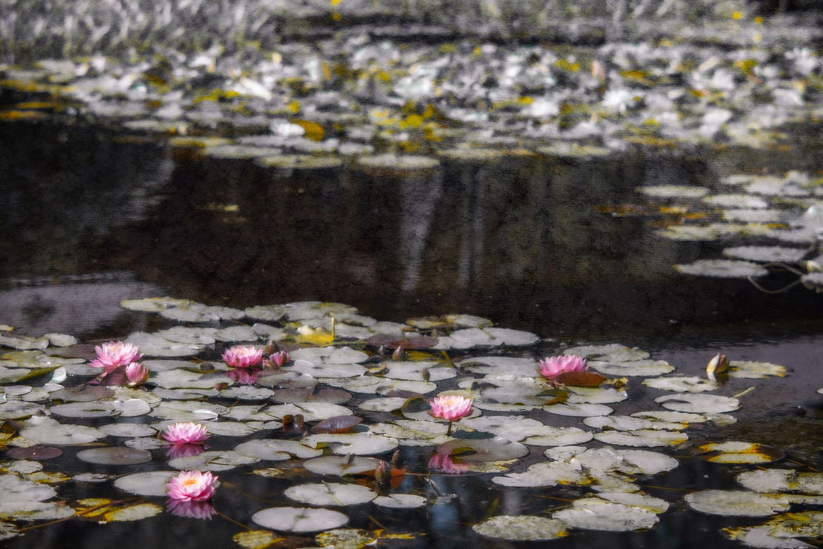 Seerose2 flat corr.jpg