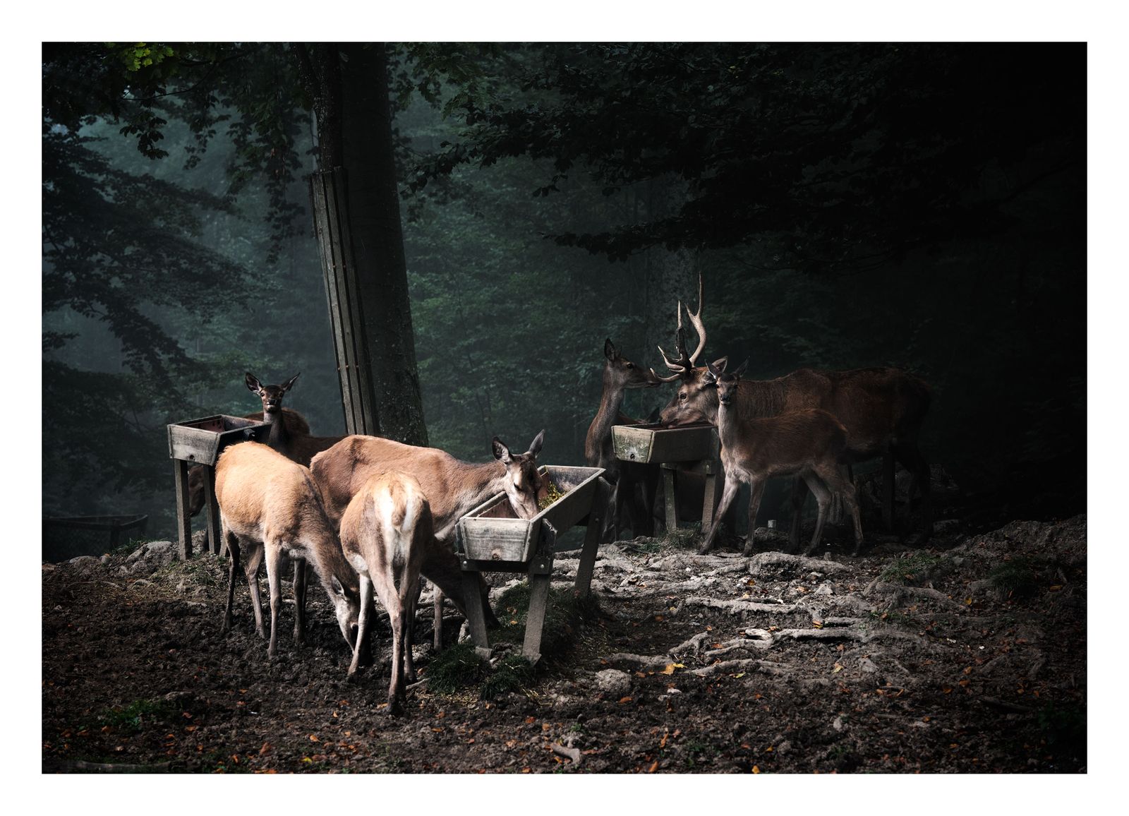 Mountain Forest Deer II