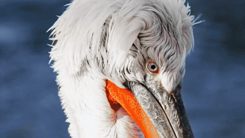 Danube Delta The Amazon of Europe.gif
