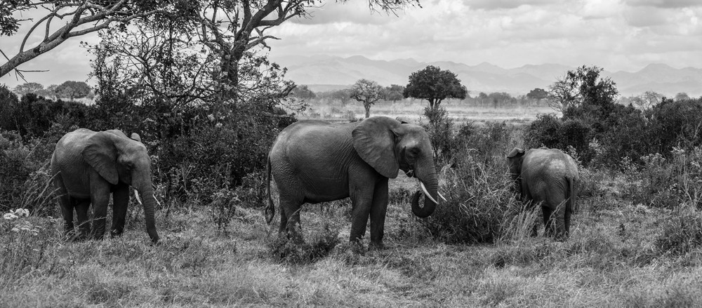 Elefanten Afrika.jpg