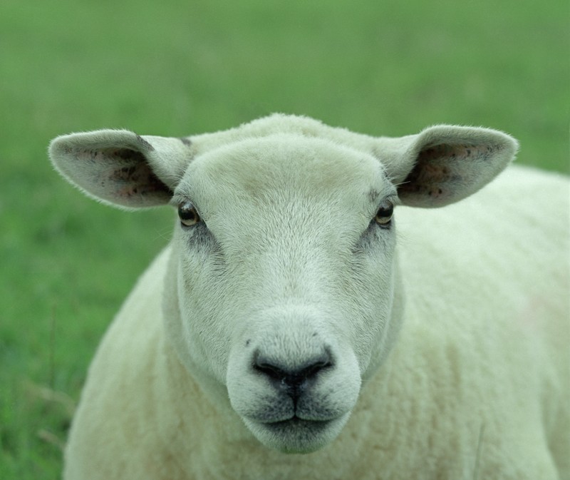 English Lamb by Melick.jpg