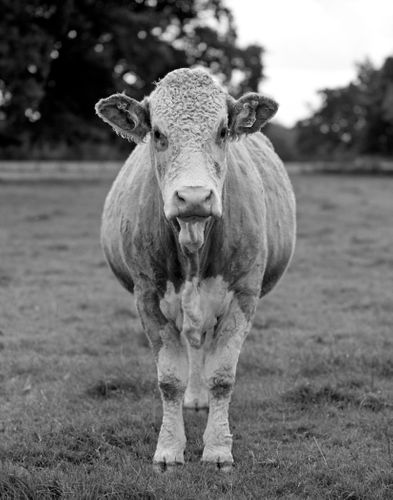 Andrew Melick - Gunthorpe Cow.jpg