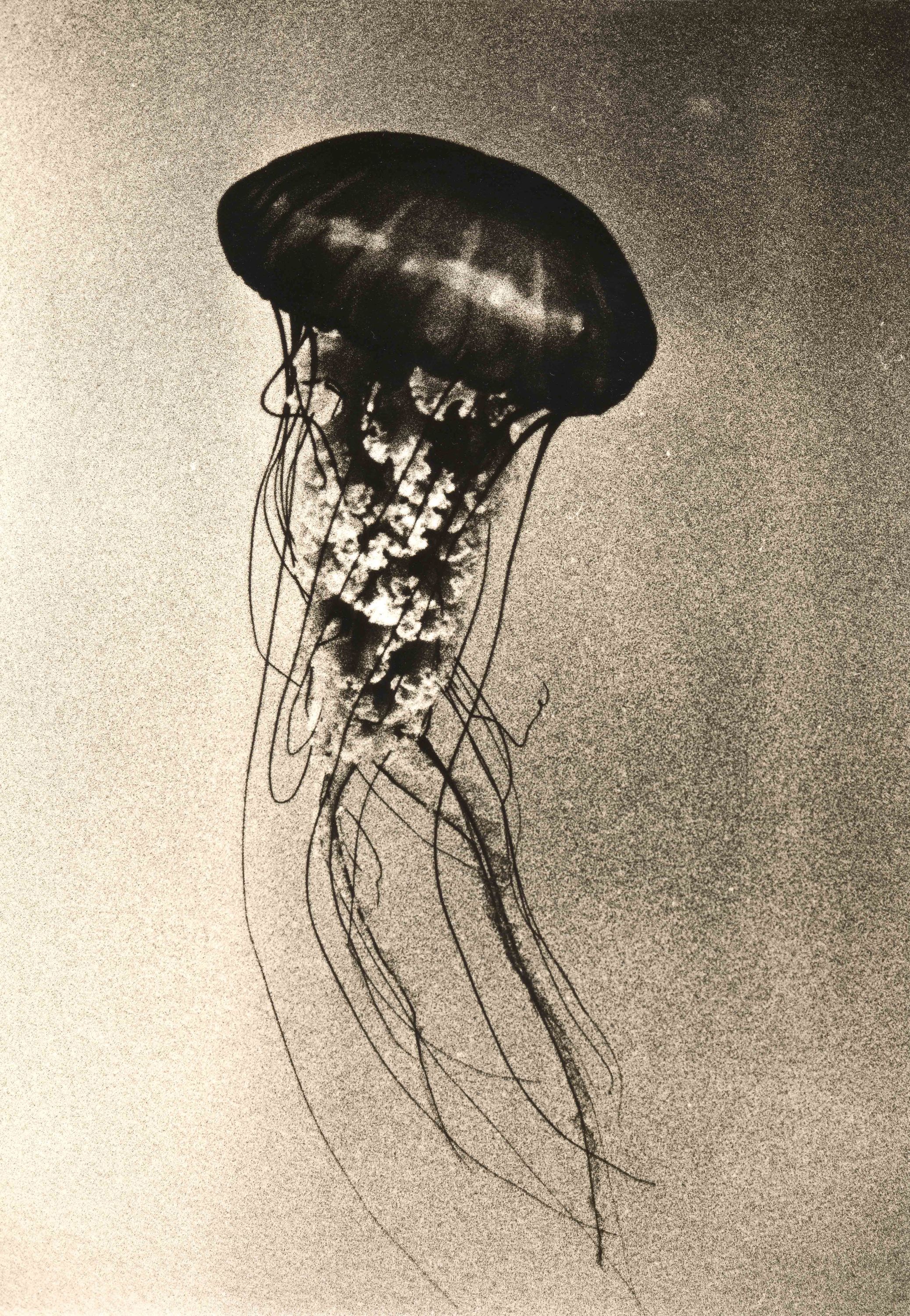 Jellyfish