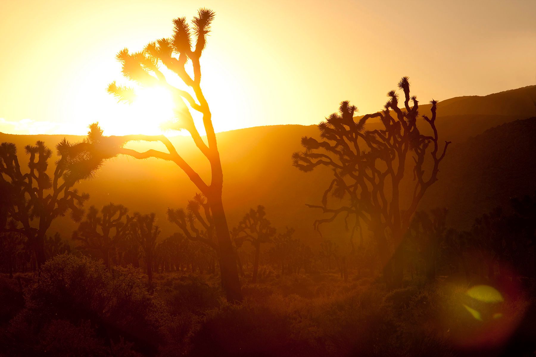 1joshua_tree_copy.jpg