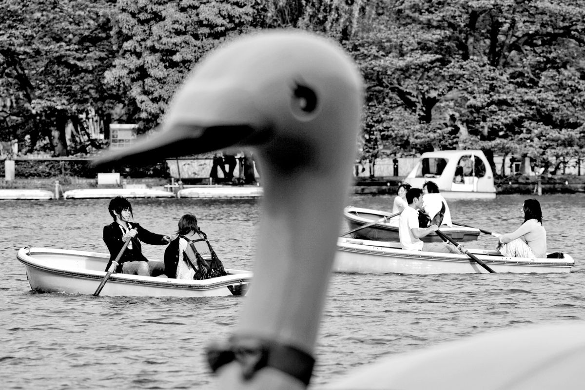 Enjoying Shinobazu Pond in Ueno Park. Ueno, Tokyo, Japan