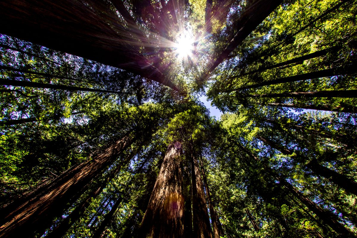 Humbolt Redwood State Park, California