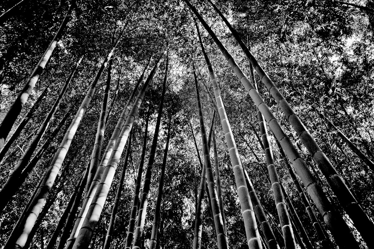 Bamboo Forest, Hōkoku-ji Buddhist Temple. Kamakura, Kanagawa, Japan