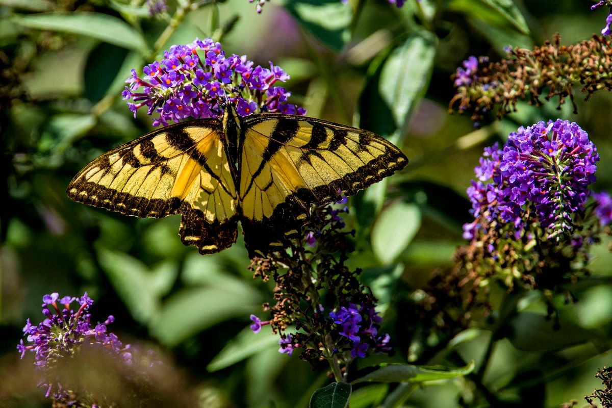 Butterfly and Butterfly Bush. Matawan, New Jersey