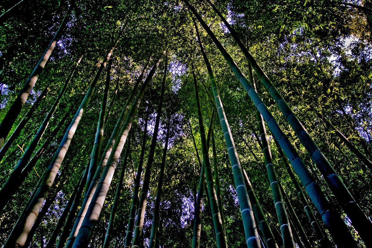 Bamboo Forest, Hokokuji Temple. Kamakura, Kanagawa Prefecture, Japan