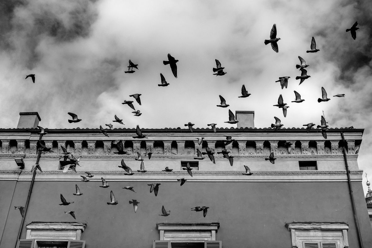 Piccioni, Reggio Emilia