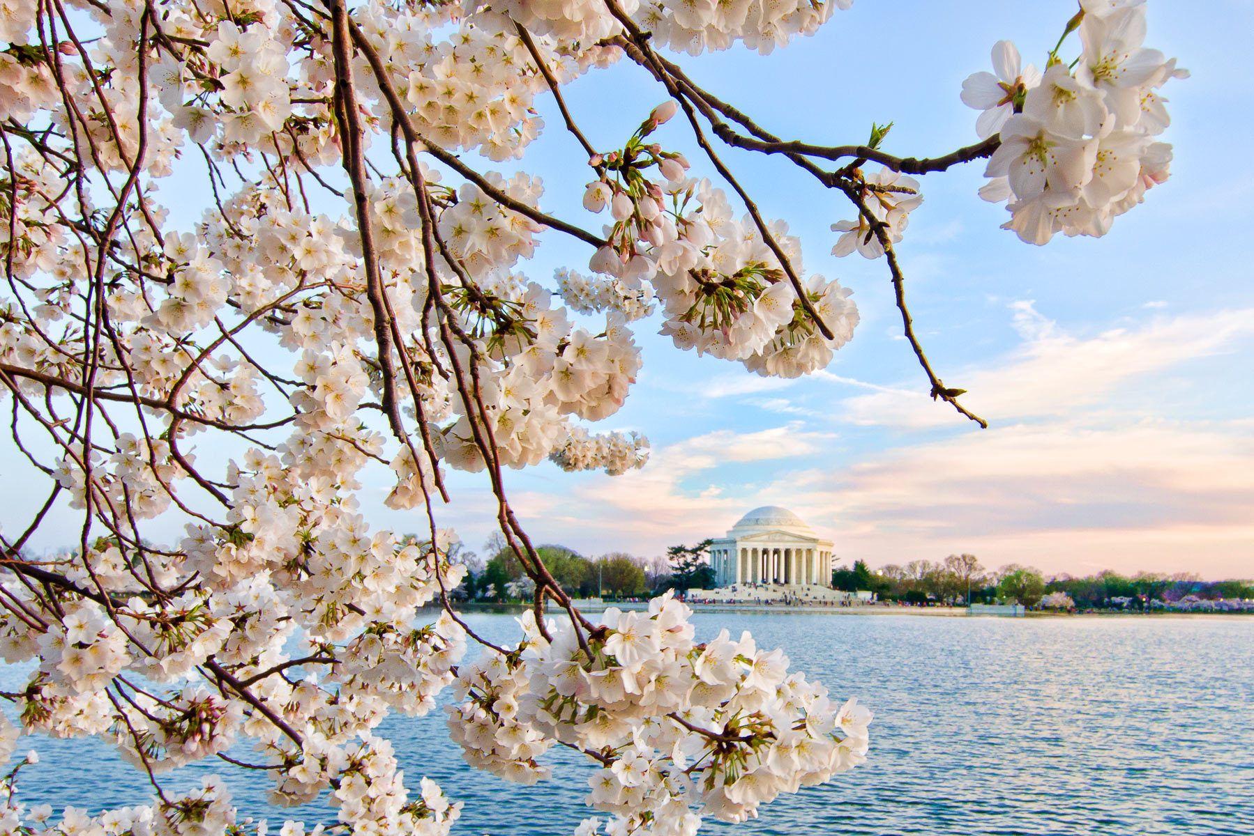 Cherry Blossom Time in Washington, DC