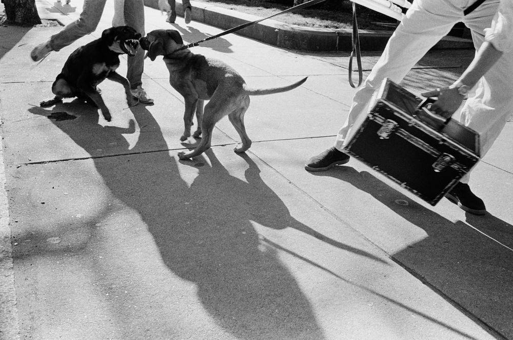 Dog Flight Boston B&W street photography 1970 nineteen  seventies