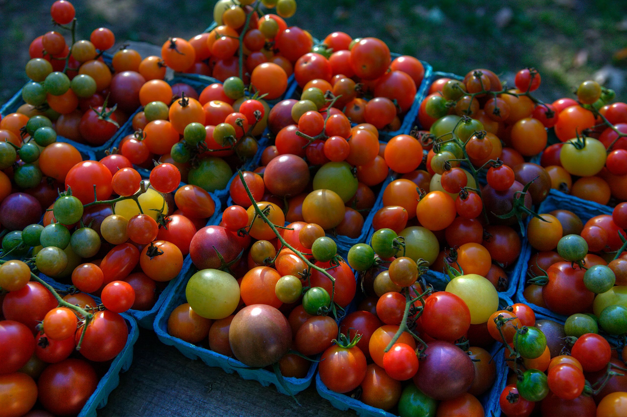 Cherry tomatoes Farmers market Portland Maine