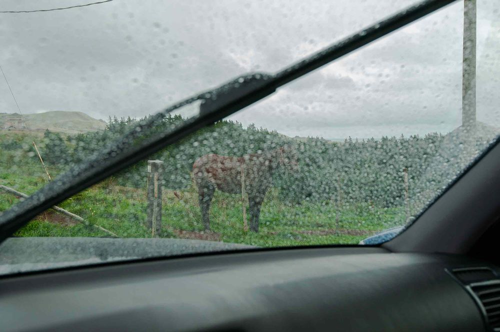 Horse Magdalen Islands Les Îles de la Madeleine by Glassware Medusa La Méduse