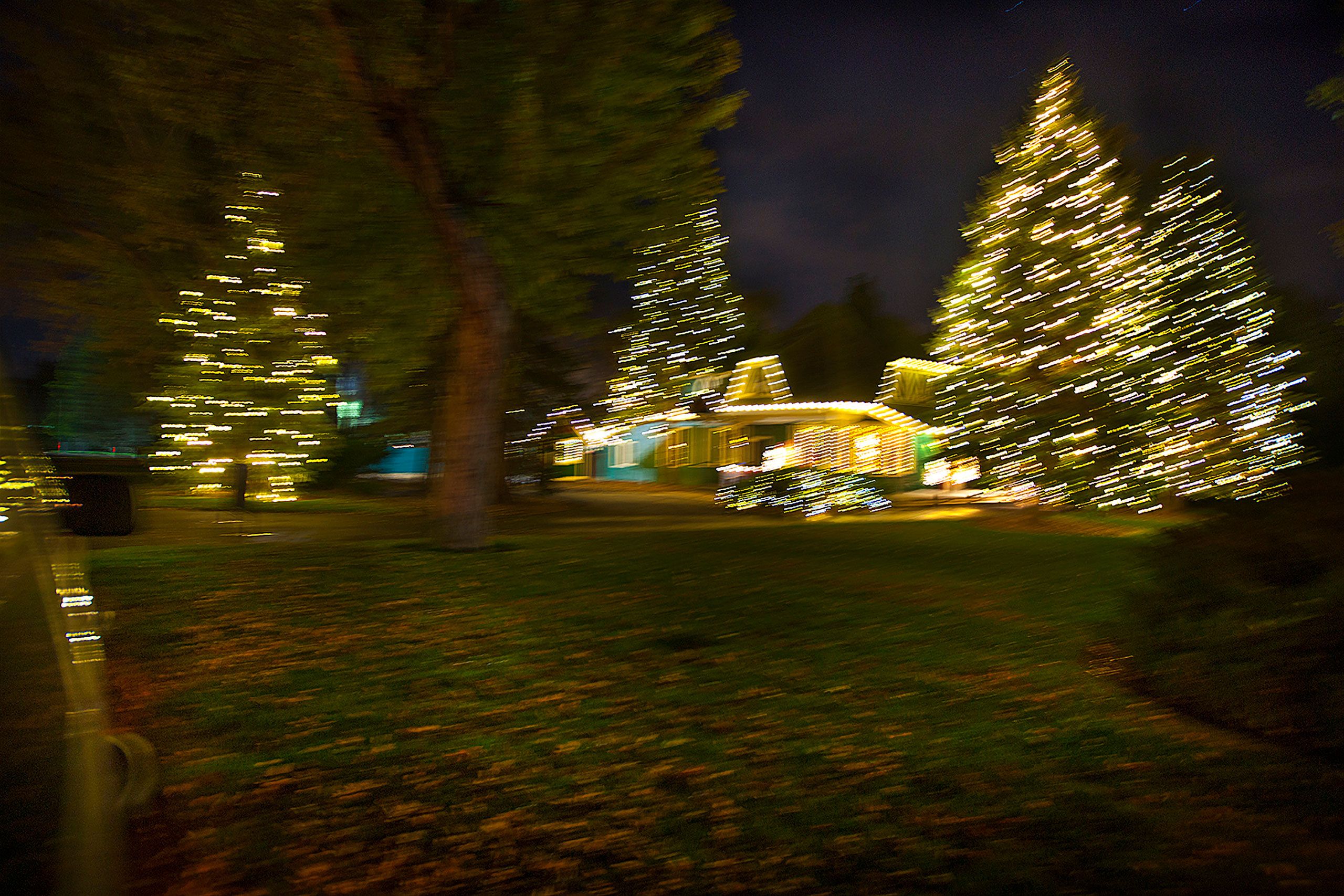Christmas trees outside Colorado springs near Broadmore