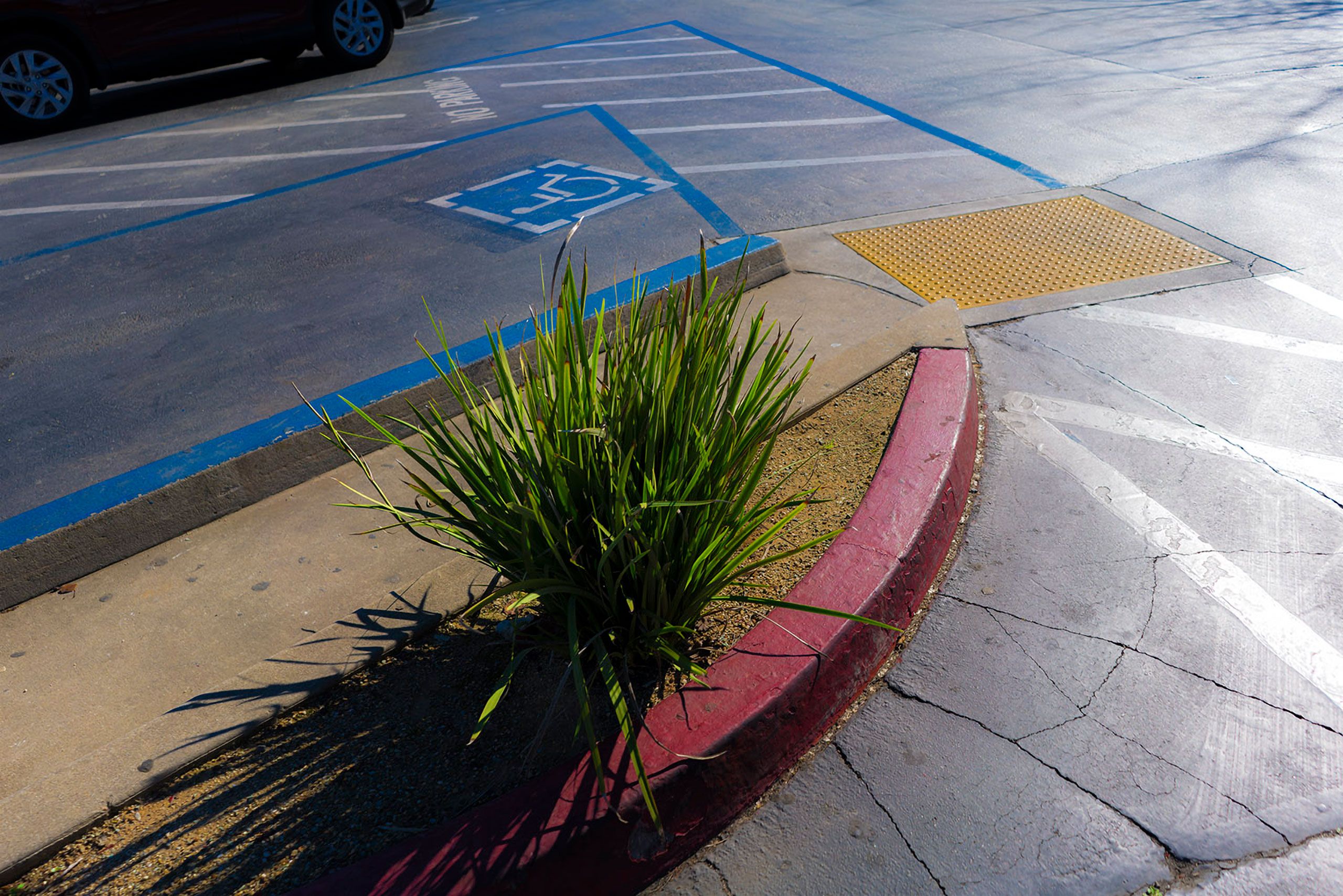 Ornamental  grass Parking lot Sacromento California 