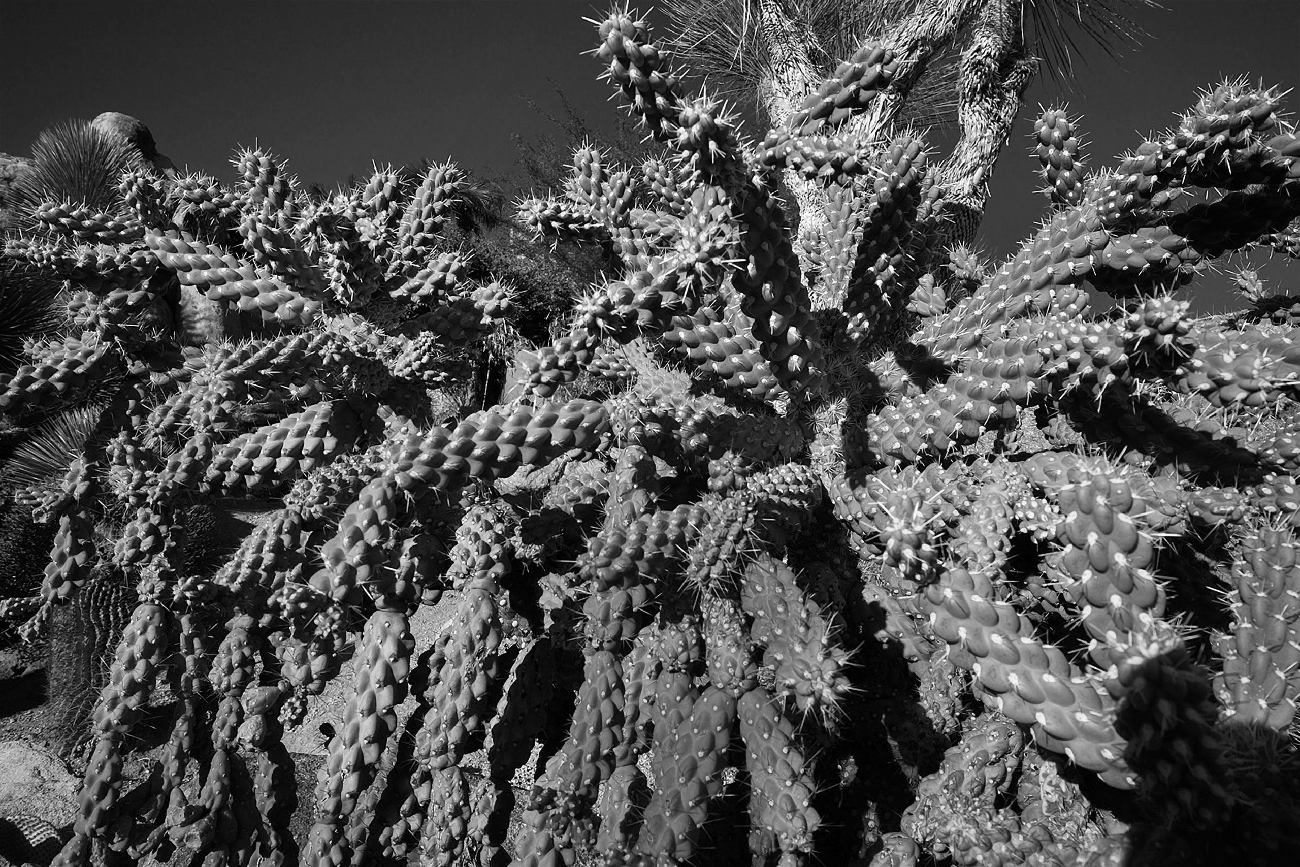 B&W cactus scottsdale arizona