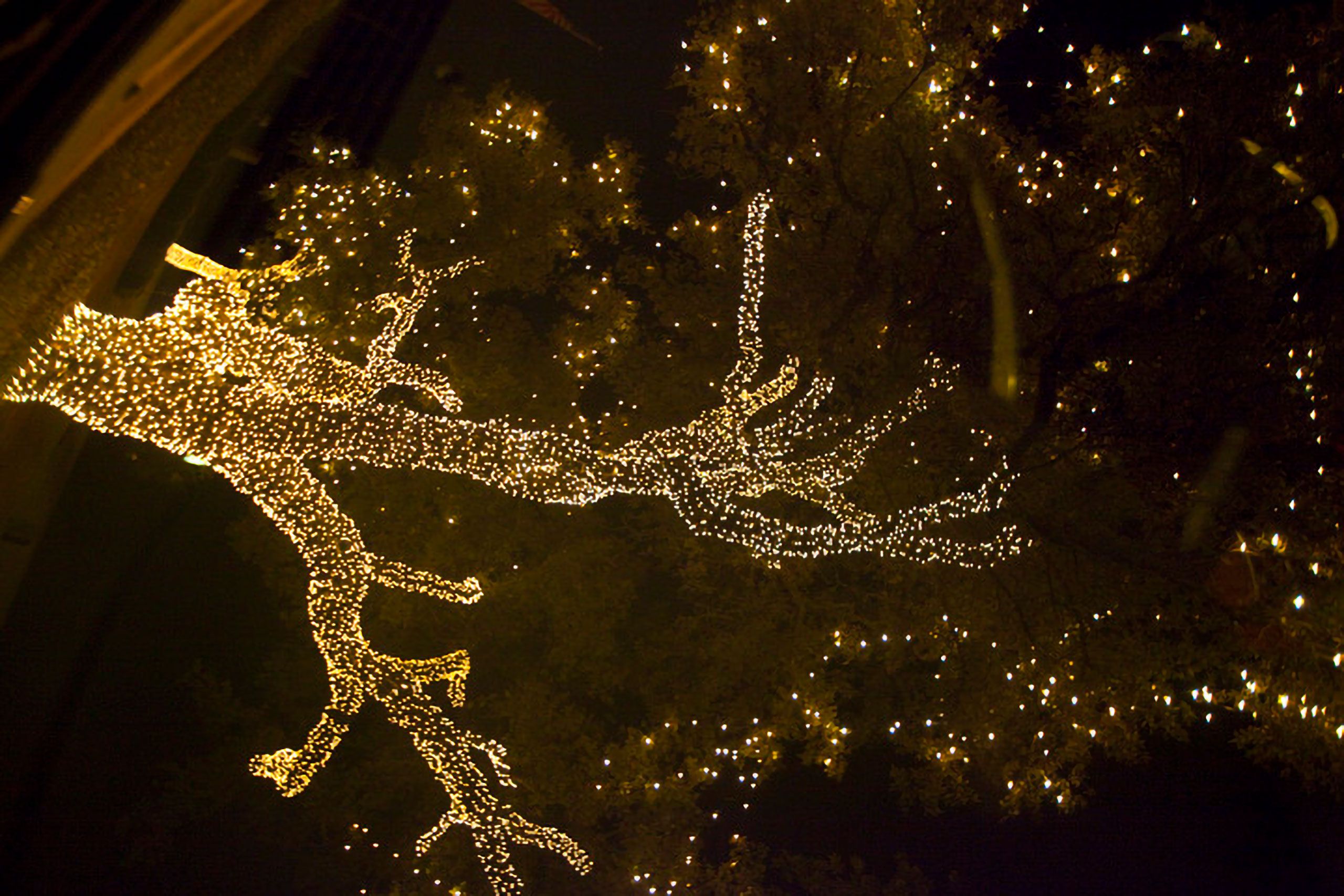 lights on tree Austin Texas reflected on car windshield 