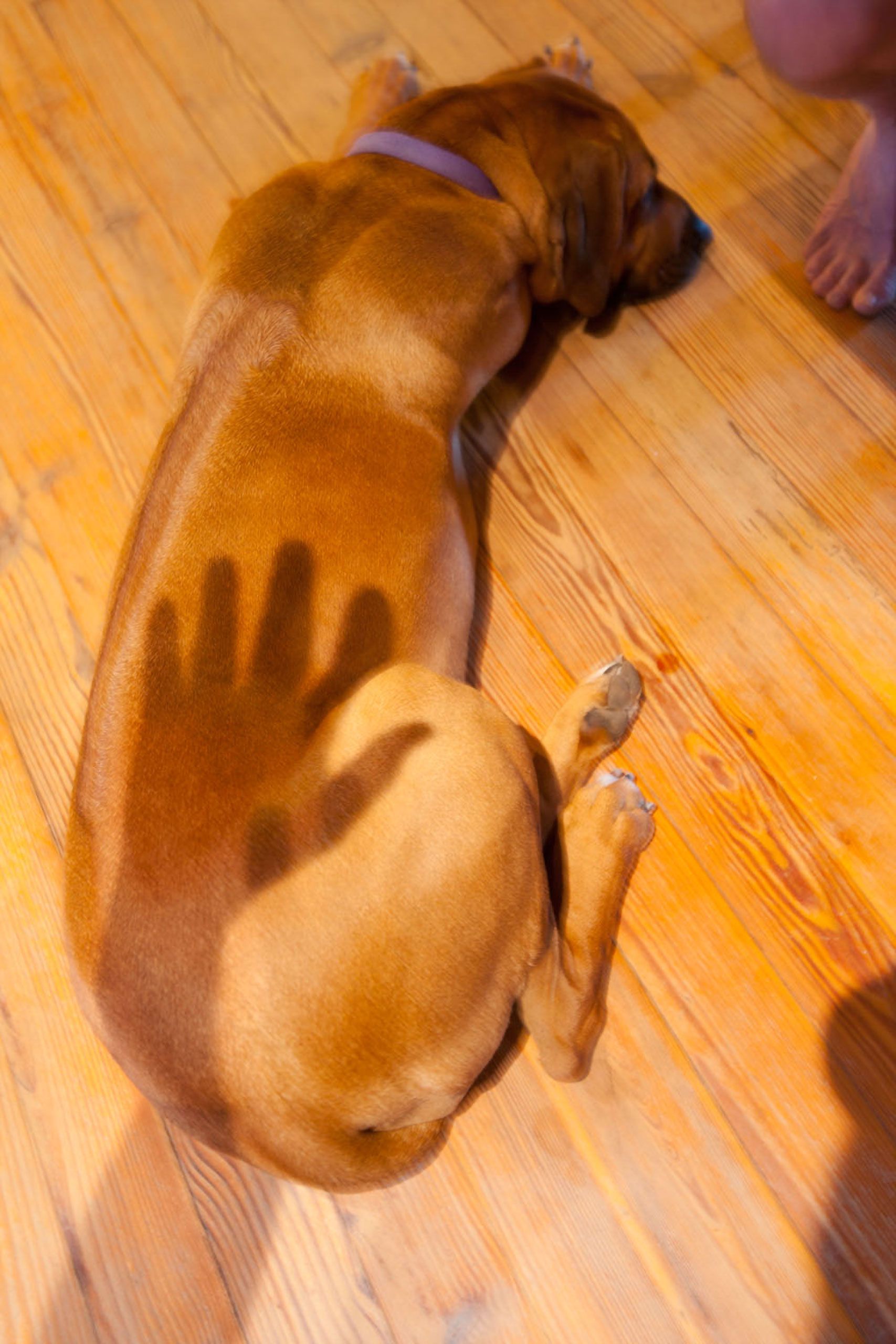 rhodesian ridgeback