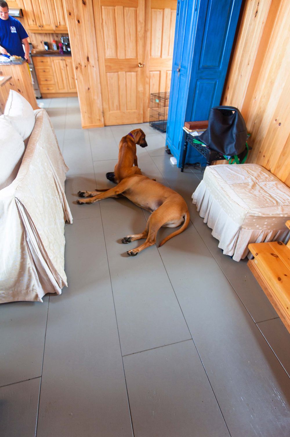 Ridgeback puppy sitting on her older brother's head in Havre Aubert Les Îles  de la Madeleine, Quebec canada 