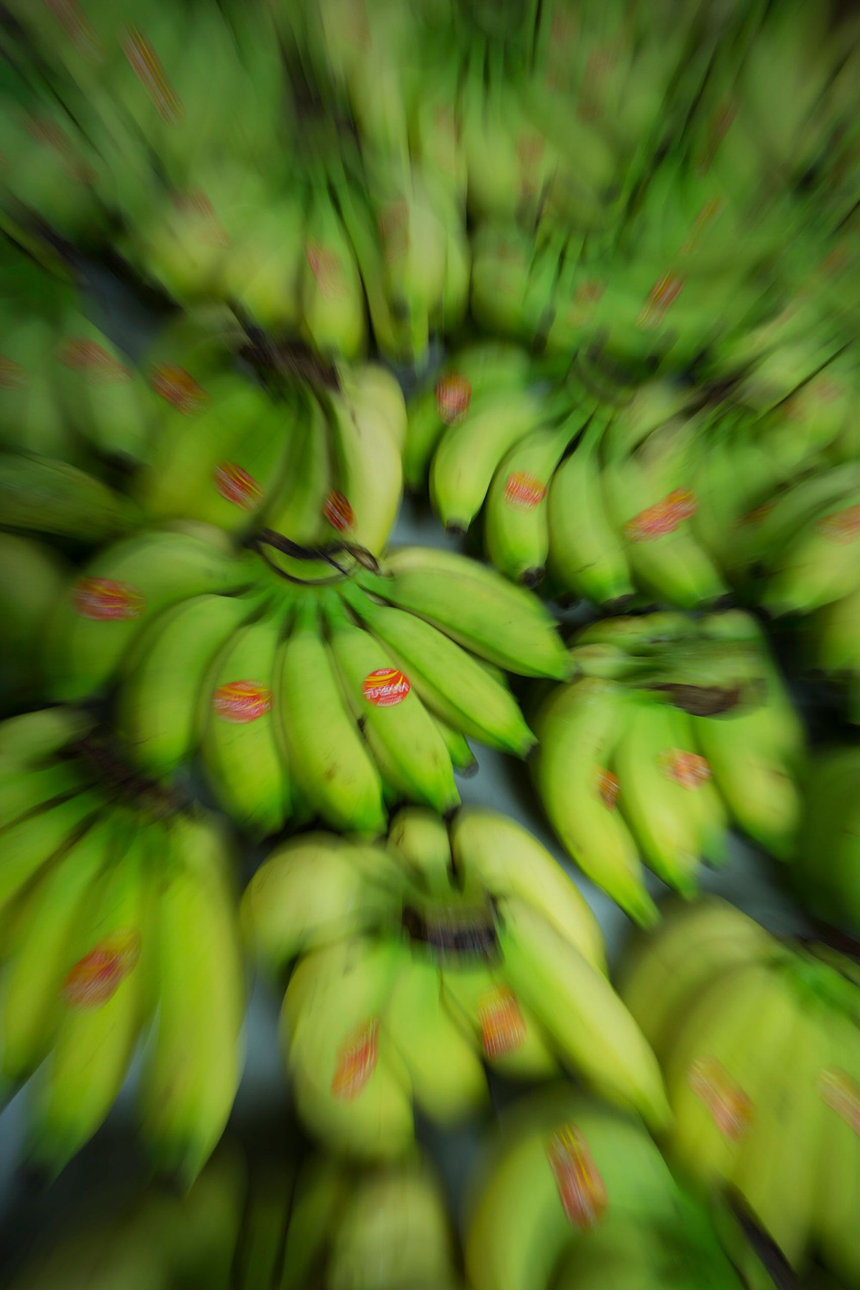 Cooking banana green baby plantains