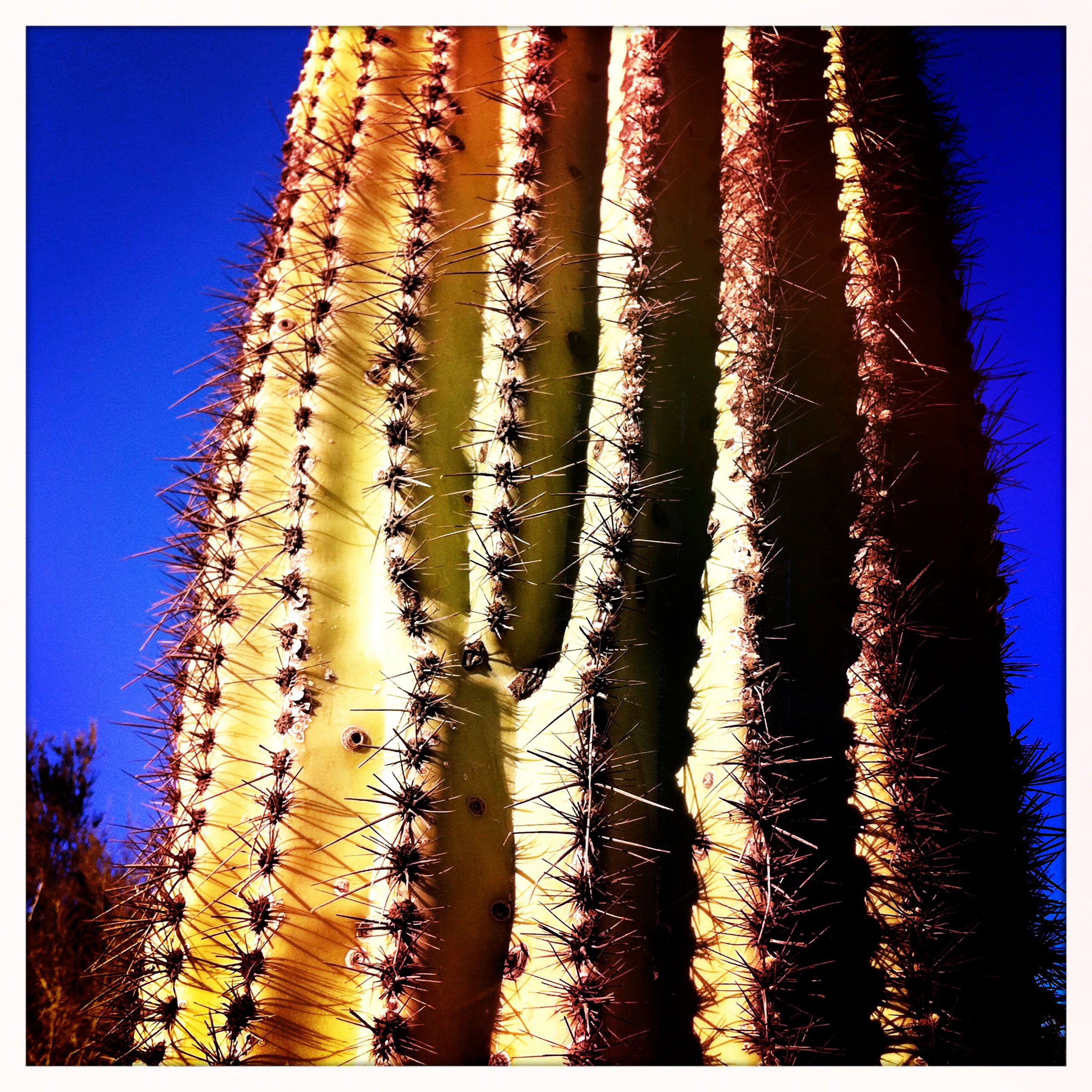 Saguro  catus  close up Arizona