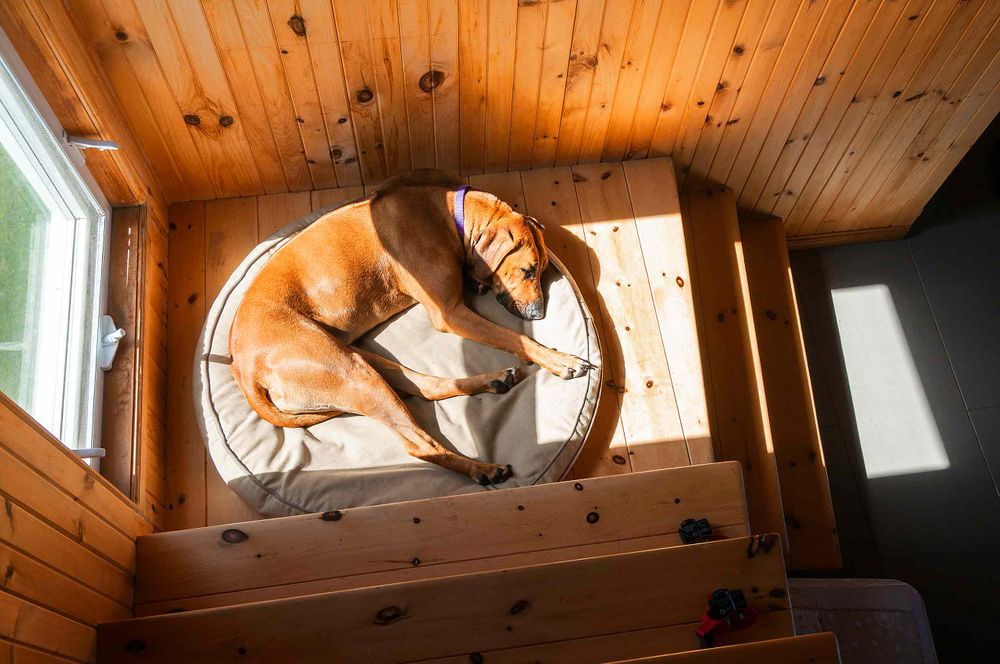 Sleeping ridgeback dog on stairs in les iles de madeleine quebec sunlight