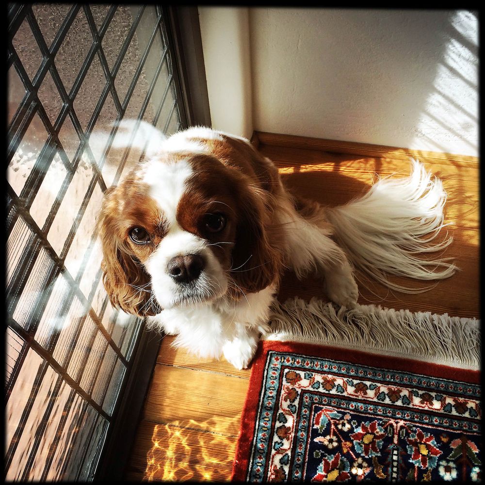 Cavalier King Charles Spaniel dog