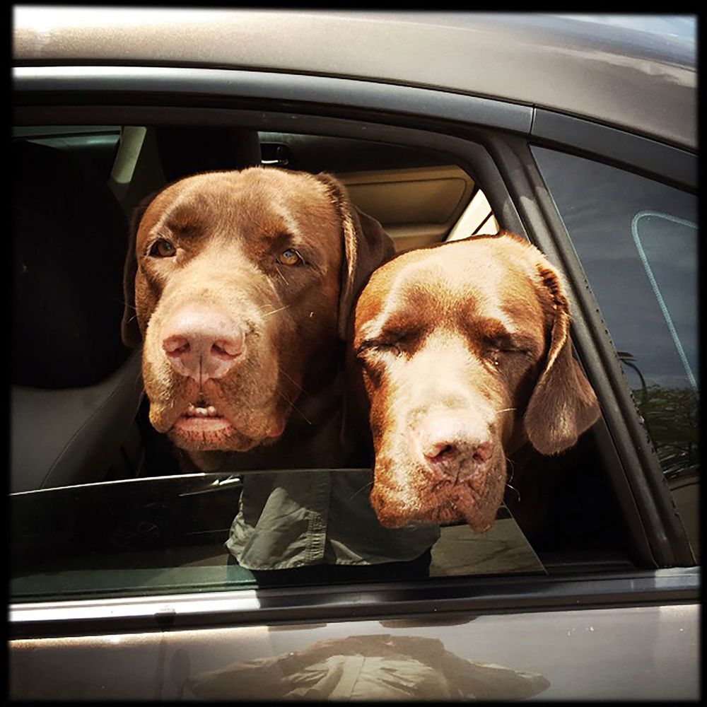 two dogs in backseat 