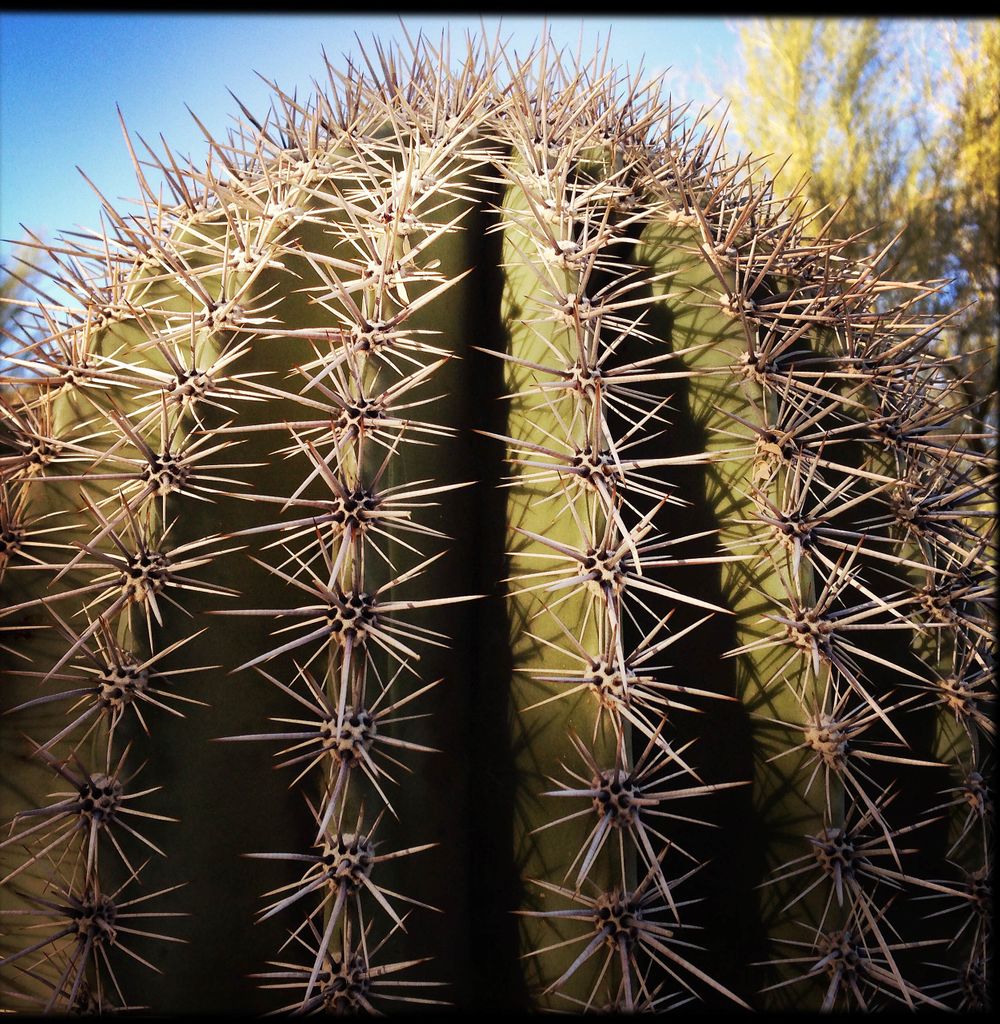 close up photograph of a saguaro cactus in pphenix Arizona