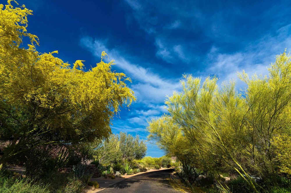 Mesquite tress in-spring time in scottsdale Arizona color photo