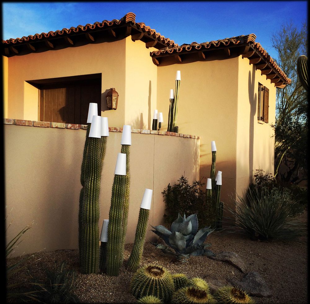 Cactus covered with styrofoam cups in winter scottsdale arizona