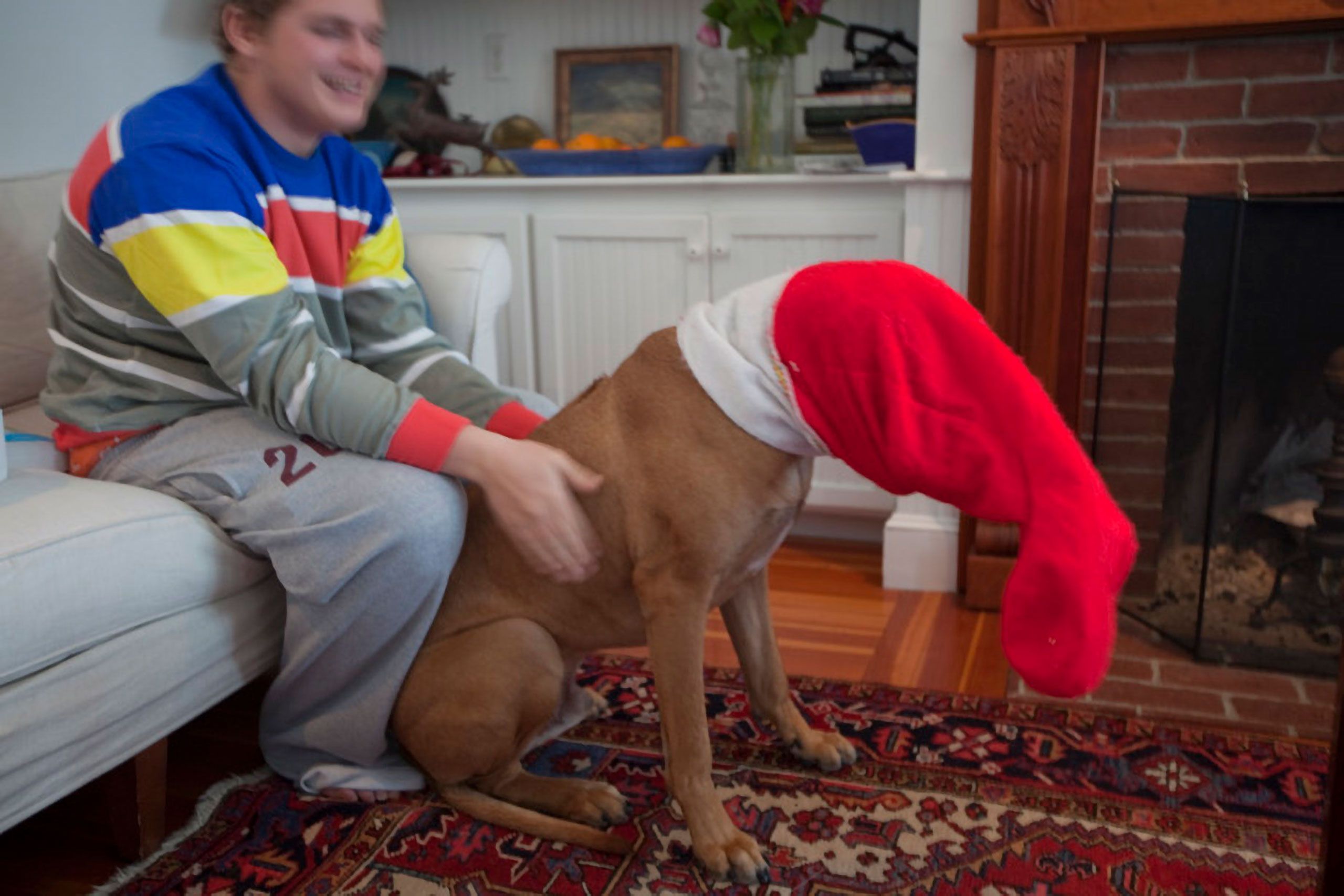 being silly at Christmas stocking on dog head