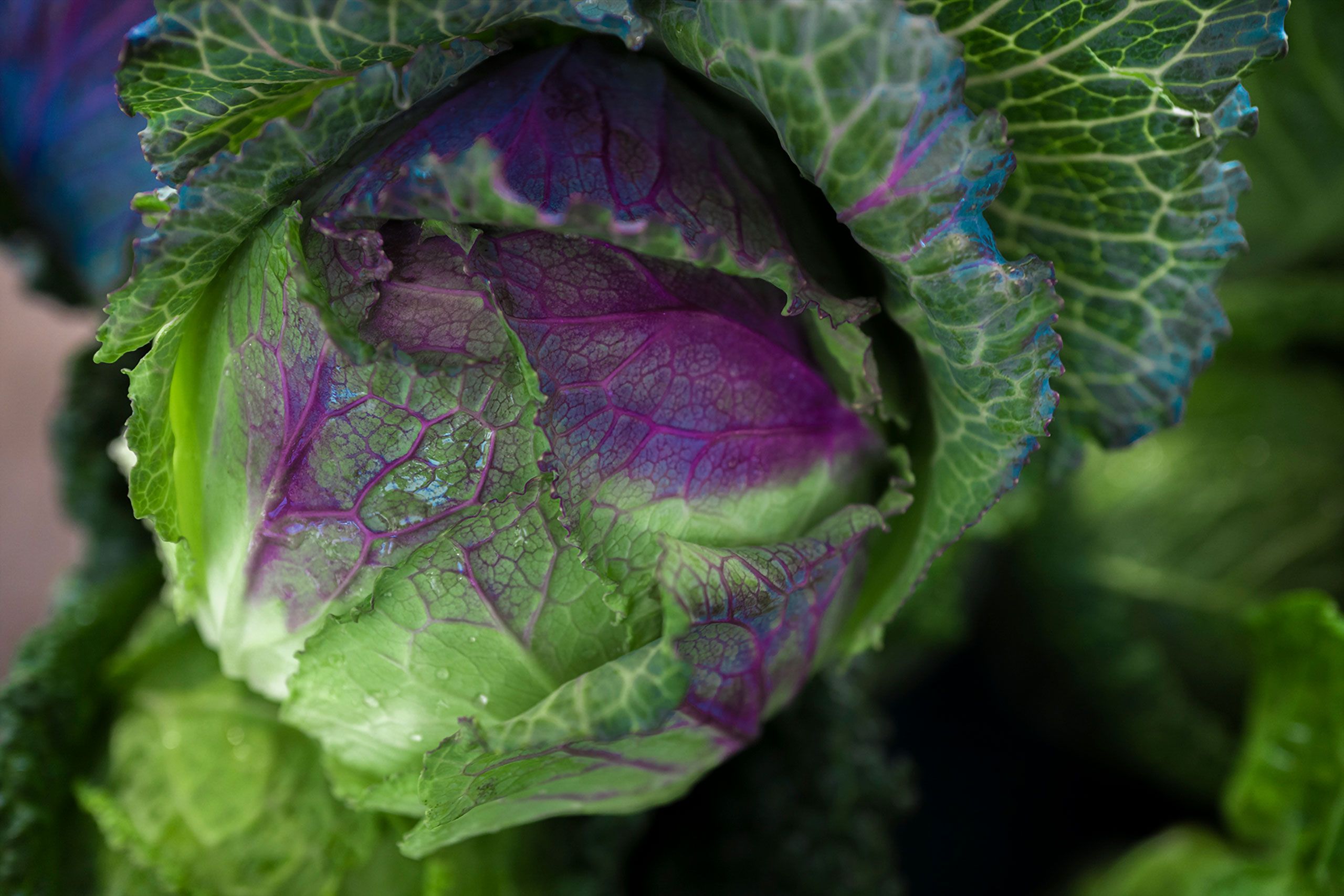 cabbage Flower bouquet  farmers market Davis California 
