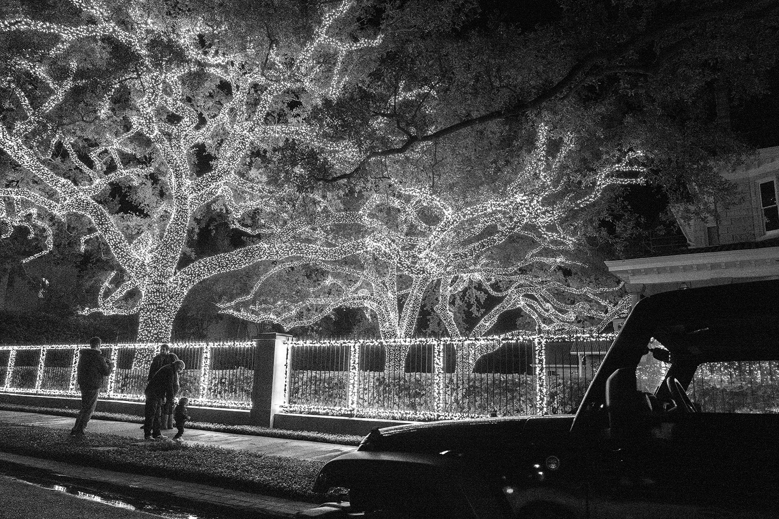 holiday lighting of tree on St charles avenue  New Orleans 