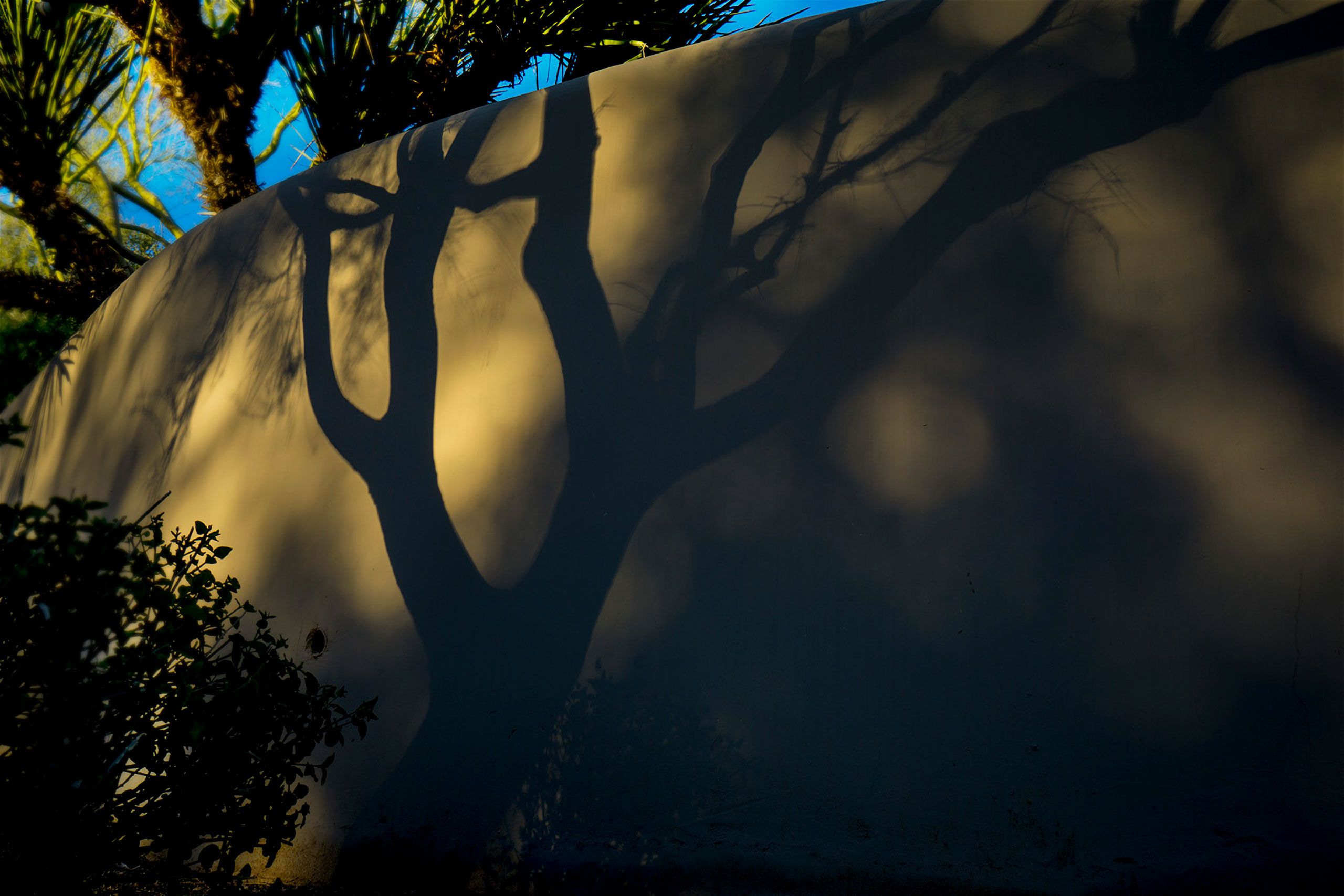 mesquite tree shadows on wall scottsdale Arizona