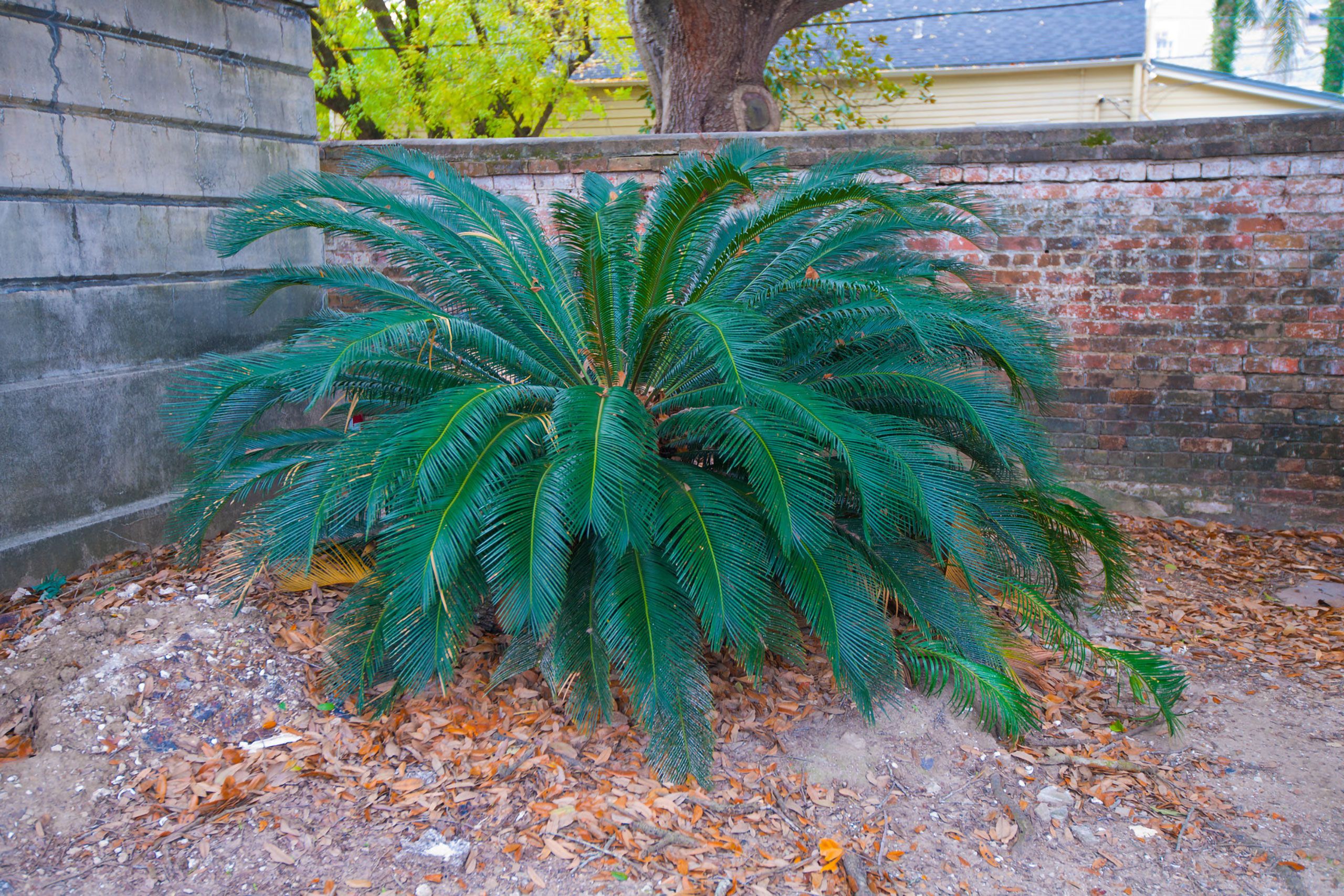 bush in new orleans Louisiana