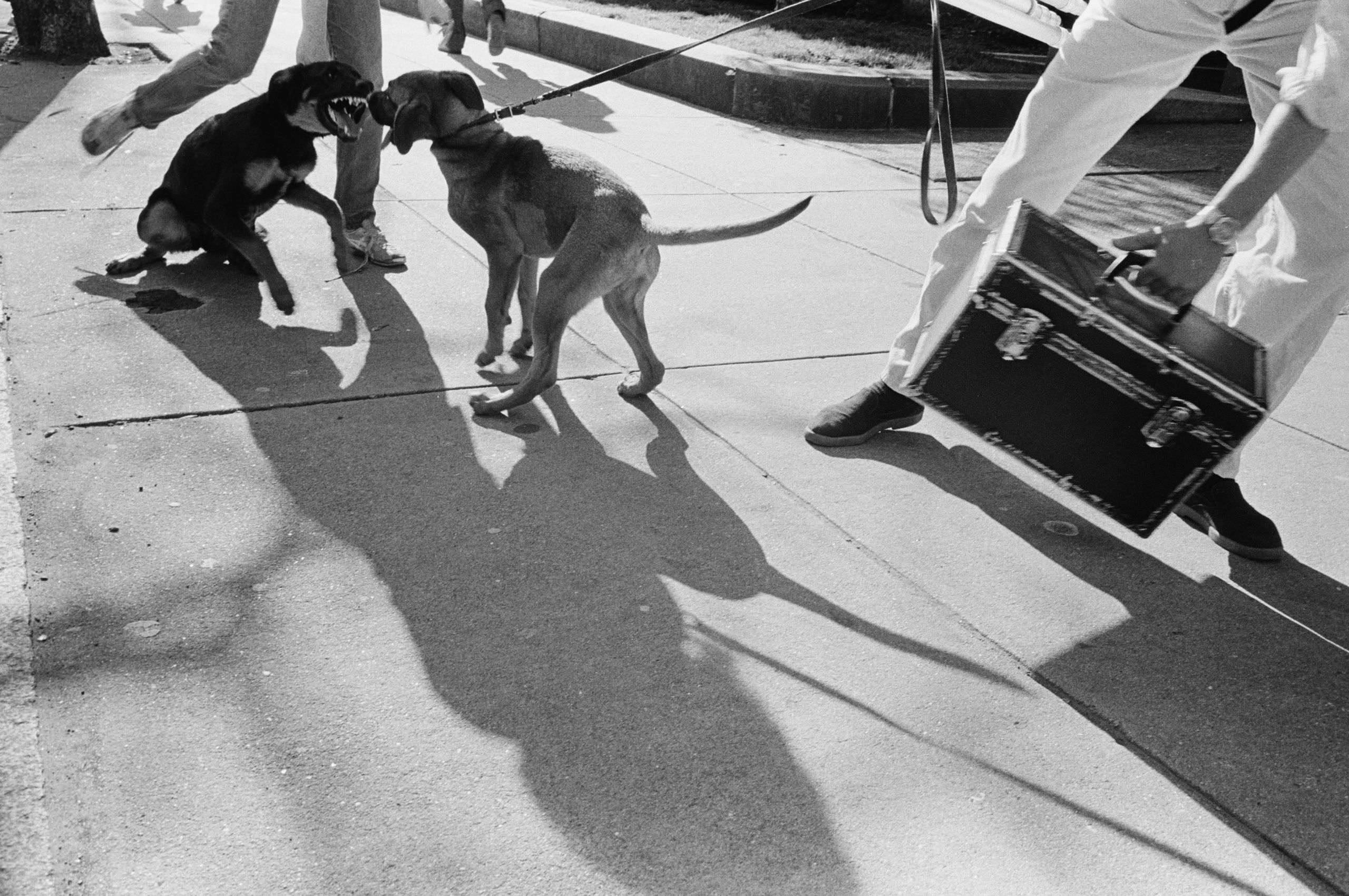 Get out of the way Dog Flight Boston B&W street photography 1970 nineteen  seventies