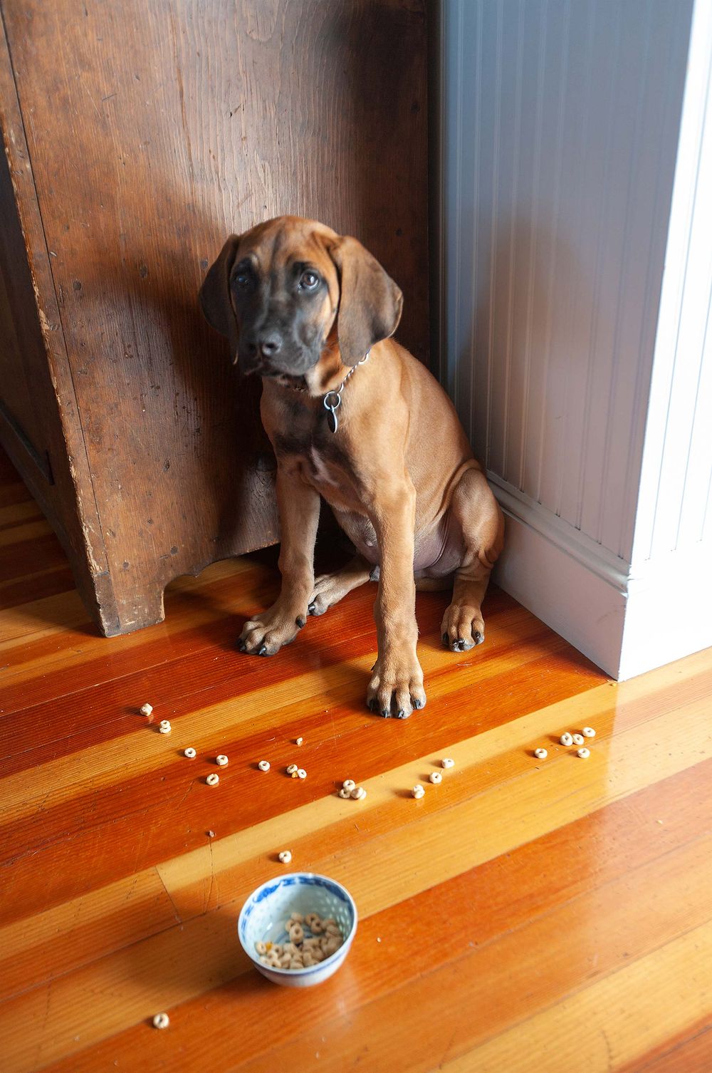 Dog training of ridgeback puppy General Mills Cheerios Cereal bowl