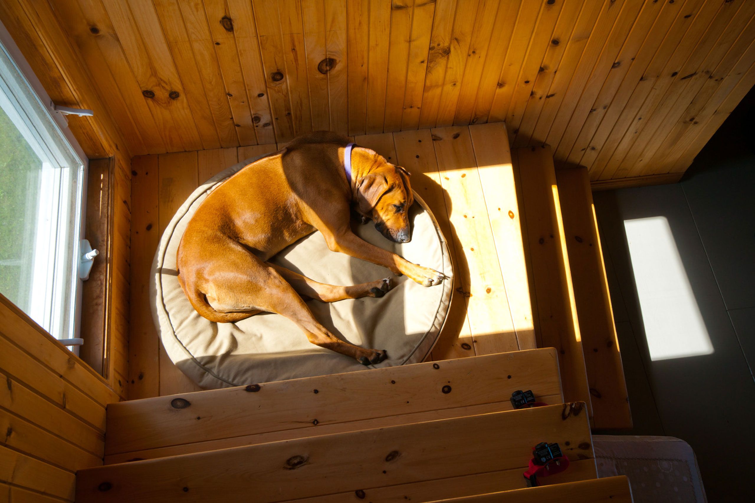 sleeping Rhodesian ridgeback dog on stiars landing cliff Magdalen Islands Îles de la Madeleine Quebec Canada